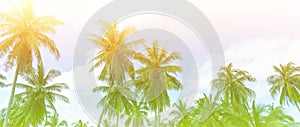 Summer theme  with palm trees  beach background Which palm trees against blue sky banner panorama, tropical Caribbean travel