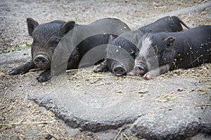 In summer  three black pigs sleep on the farm outside