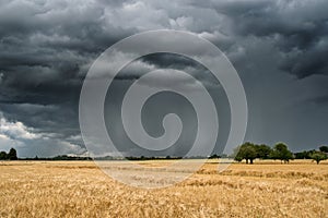 Summer thunderstorm over a wheat field