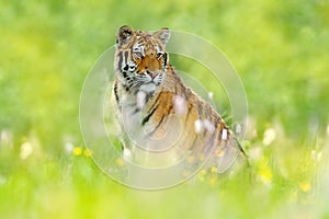 Summer with tiger. Tiger with pink and yellow flowers. Siberian tiger in beautiful habitat. Amur tiger sitting in the grass. Flowe