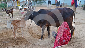 Summer time agriculture industry and dairy concept. village woman is taking milk from domestic cow