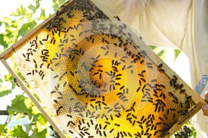 Summer time at the apiary.Beekeeper tasting honeycomb and bees