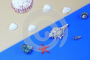 Summer time concept with sea shells and starfish on a blue and sand background