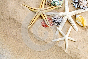 Summer time concept with sea shells and starfish on sand