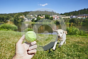 Summer time with dog in countryside