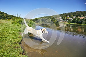 Summer time with dog in countryside