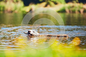 Summer time with dog