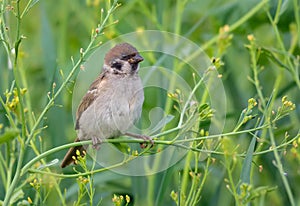 Summer time eurasian tree sparrow posing in greeny grass plants for a decent portrait