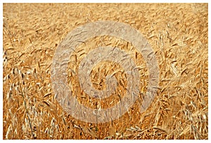 Summer time harvest time fields