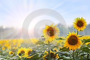 Summer time: Three sunflowers at dawn