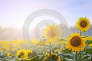 Summer time: Three sunflowers at dawn