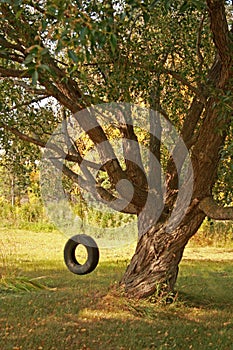 Summer Tire Swing