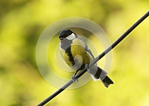 In the summer titmouse sat on an electric ire
