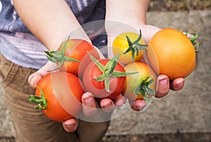 Summer tomatoes