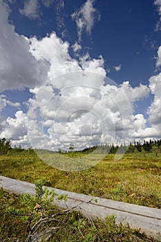 Summer trail in Finland