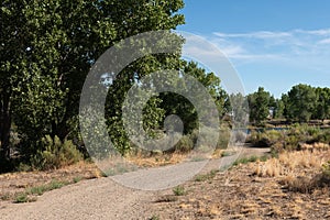 Summer Trail Winds Past Green Cottonwoods