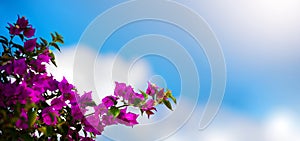 Summer travel banner background tbeautiful blooming ropical flower photo