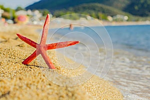 Summer Travel Destination Starfish on the Beach