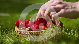 Summer treat. Close up shot of basket with fresh organic strawberries on green summer grass, female hand taking berry