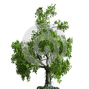 Summer tree 3d illustration isolated on white background