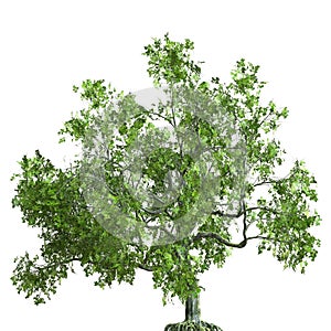 Summer tree 3d illustration isolated on white background