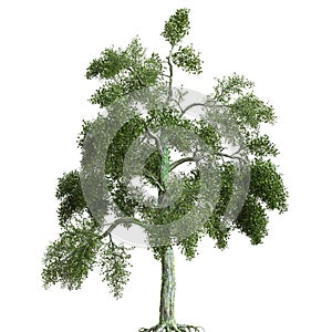 Summer tree 3d illustration isolated on white background