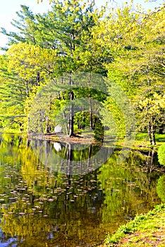 Summer Tree Reflections in Easton, Massachusetts