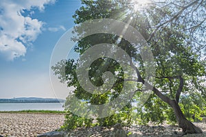 Summer trees of Luoyan Island in Wuhan