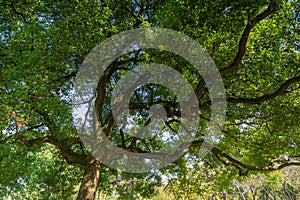 Summer trees of Luoyan Island in Wuhan