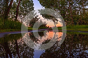 Summer Trees Puddle Reflections