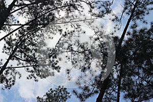 summer trees and sky scenery photo