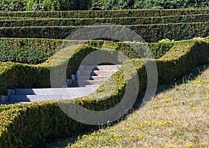 Summer trimmed boxwood in park hillside on a green grass lawn