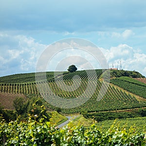 Summer trip by bike in the Kaiserstuhl vineyards in the Black Forest