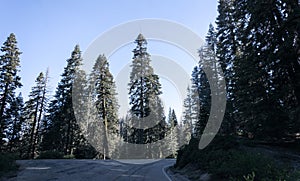 Crossroads of forest roads. Road to Kings Canyon and Sequoia National Park, California, USA