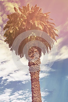Summer tropical background high palm tree against a blue sky with clouds in the sunlight, toning
