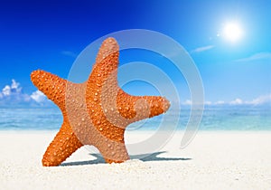 Summer Tropical Beach Starfish Sun Concept