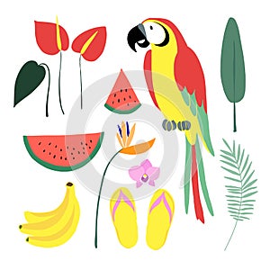 Summer tropical graphic elements. Parrot bird. Jungle floral illustrations, palm leaves, orchid, flower, watermelon,banana fruit