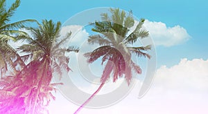 Summer tropical image with palm trees against blue sky and panorama, tropical Caribbean travel destination