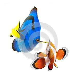 Summer tropical reef fish collection isolated on white background