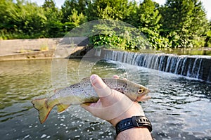 Summer trout fishing