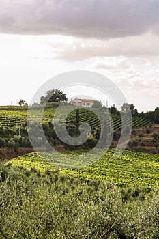 Summer Tuscan green hills with vineyards