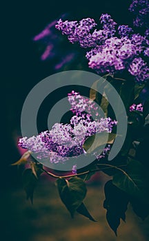In the summer twilight, purple lilac flowers bloom on a bush in the garden. The gentle hues and warm glow evoke feelings of