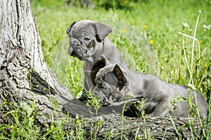 In summer  two small French Bulldog puppies are on the grass near the driftwood