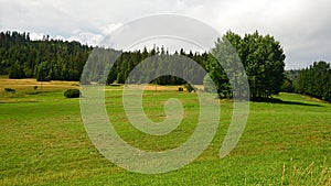 Summer upland landscape with broadleaf tree group growing on borderline of grassland and coniferous forest, cloudy skies.
