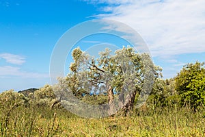 Summer vacation background with greek island Thassos, olive trees, blue cloudy sky, Greece