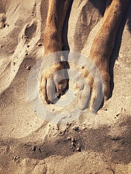 The legs and paws of a pet dog surrounded by sand on a sandy beach