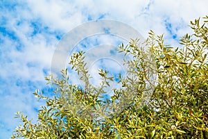 Summer vacation background with olive leaves, blue cloudy sky