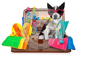 Summer vacation dog in bag full of holiday items