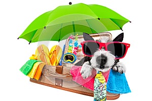 Summer vacation dog in bag full of holiday items