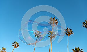 summer vacation. soap bubbles. sky and palm trees. urban landscape. huge soap bubble blower